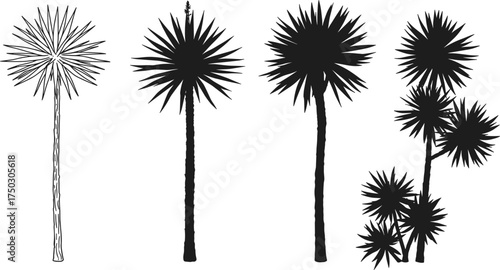 Yucca dracaena palm silhouettes, tropical exotic plant collection, spiky foliage design, black vector illustration, isolated botanical artwork, desert landscape elements
