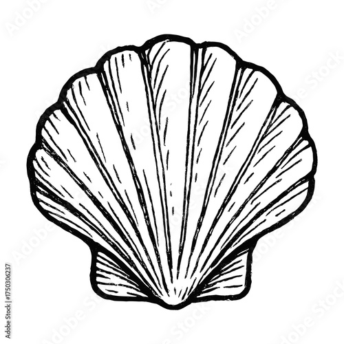 Vintage seashell sketch illustration vector