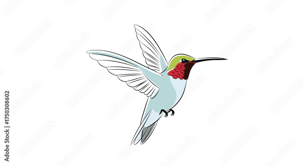 Fototapeta premium A tiny ruby throated hummingbird hovering in mid air with its wings outstretched.
