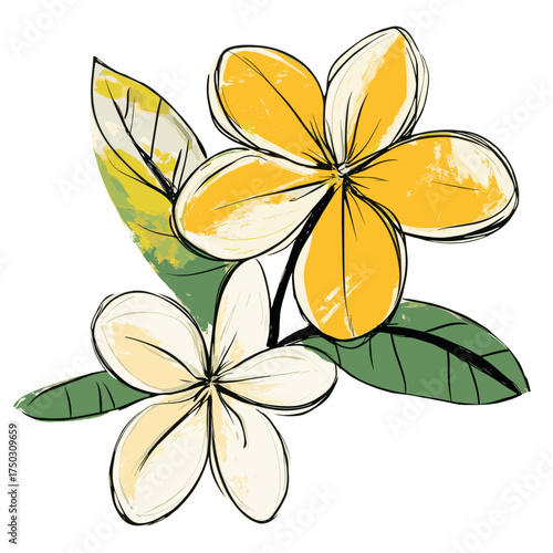 Yellow and white frangipani flowers with green leaves illustration sketch art vector