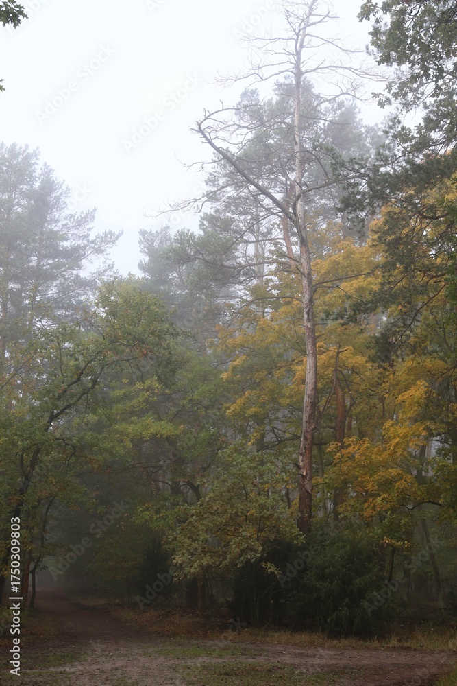 Fototapeta premium Fog Envelops a Serene Forest Path Lined With Tall Trees and Autumn Leaves