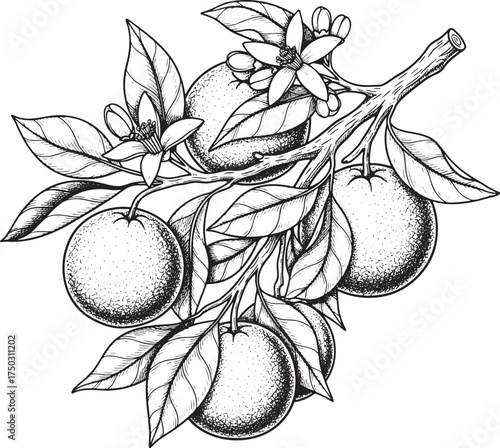 Vintage Engraving of Orange Tree Branch with Blossoms and Ripe Fruit.
