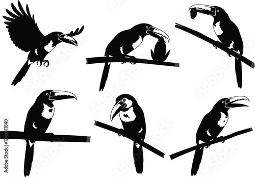 Toucan silhouette vector illustration, tropical bird perched on branch, exotic wildlife design, black and white animal art for nature-themed content