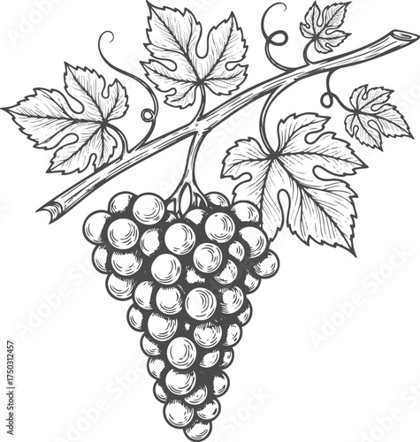 Vineyard Harvest Sketch: Detailed Hand-Drawn Grapes and Leaves Line Art