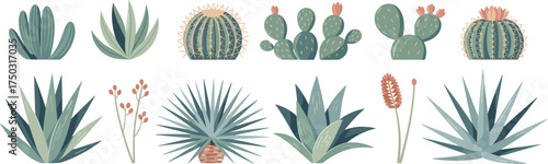 Assortment of stylized desert succulents and cacti plants cactus botanical