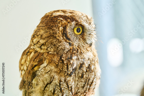 부엉이,도쿄,일본