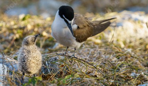Bridled tern or Onychoprion anaethetus resting on stony ground with small fluffy chick