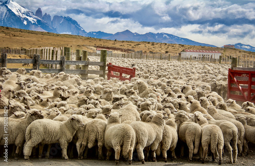 Thousands of Patagonia sheep herd with the Andes mountains in the background.
