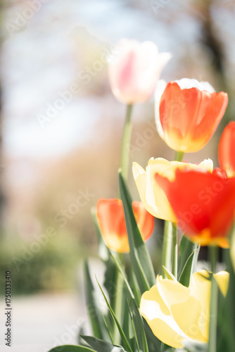 Wall Mural `Spring Flower` took in Japan