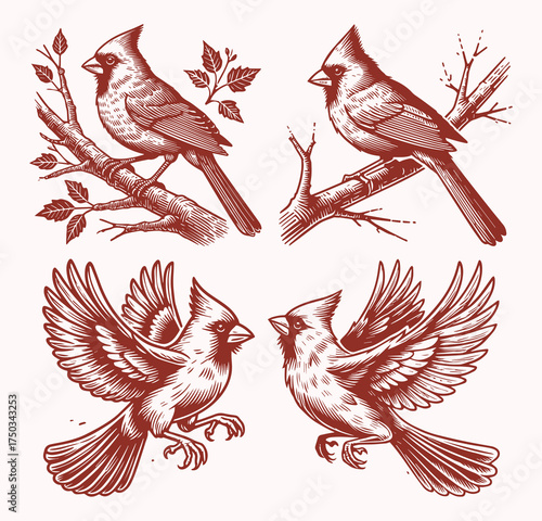 Cardinal Bird Vector Design Set