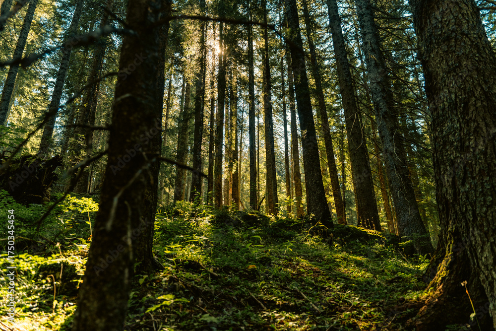 Obraz premium A mystical coniferous forest with tall trees and shining sun