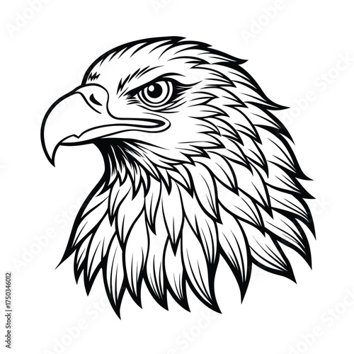 Elegant eagle head strong bird of prey detailed artwork vector line art on white background