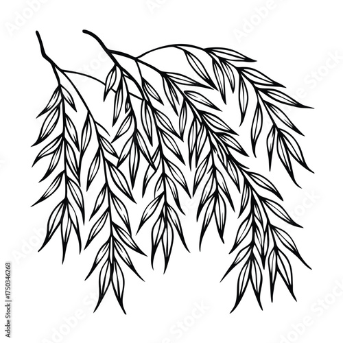 Elegant willow branch minimalist botanical decor illustration vector line art on white background