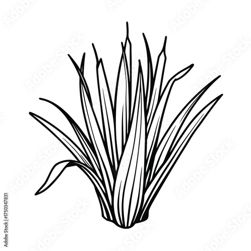 Lemongrass plant botanical illustration herbal organic design vector line art on white background