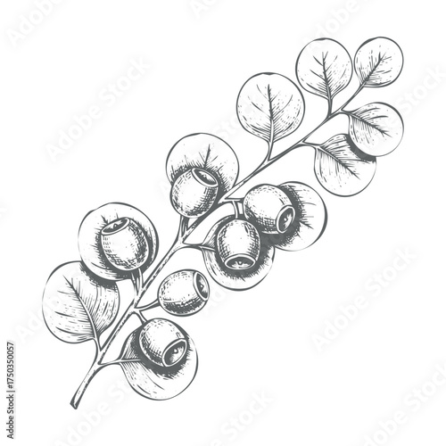 Vintage botanical mushroom illustration vector art scalable eps file for stock isolated on white background