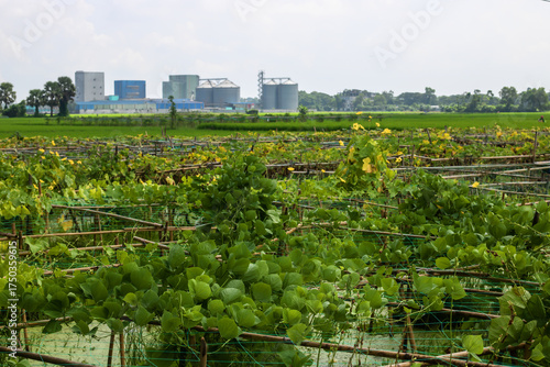 Фотография Discover a lush, vibrant vegetable farm cultivating fresh produce under the open