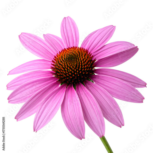 A bright purple cone flower blooms, its petals radiating from a prominent orange-brown center