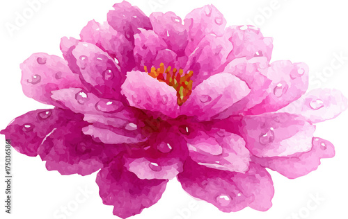 pink dahlia isolated on white