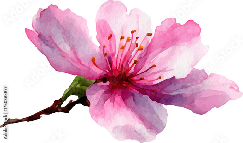 pink rose isolated on white