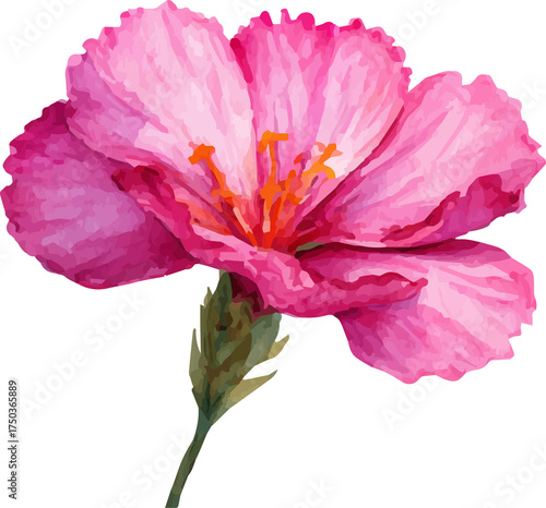 pink rose isolated on white