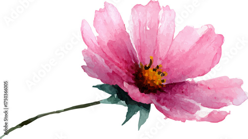 pink flower isolated on white