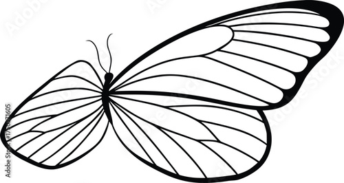 Black and white line drawing of a butterfly with detailed wing patterns