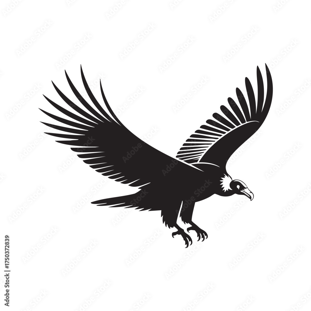Obraz premium Condor or Vulture Swooping Landing Silhouette Vector