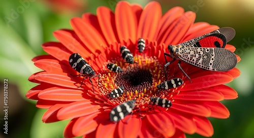 Gerbera Daisy Attracts Spotted Lanternfly and Locust Borers.