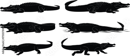 MobileAlligator silhouette vector set, reptile poses, wildlife illustration, crocodile shapes, animal anatomy, predator movement, black graphic icons, stock design