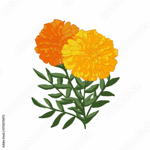 Vibrant marigold flower illustration in orange and yellow tones with green leaves. Perfect for Diwali decorations, floral patterns, greeting cards, or botanical design projects.
