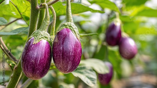 Fresh Purple Eggplants Growing on Plant in Organic Vegetable Garden