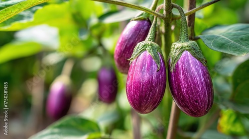 Fresh Purple Eggplants Growing on Plant in Organic Vegetable Garden