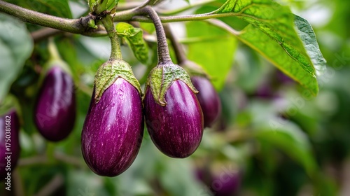 Fresh Purple Eggplants Growing on Plant in Organic Vegetable Garden