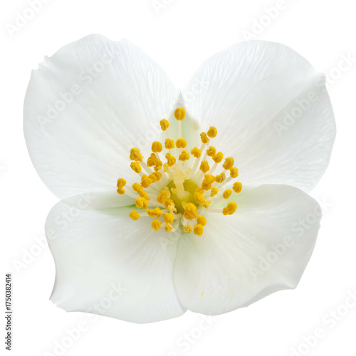 A pristine white flower with delicate petals and a golden-yellow center. Isolated
