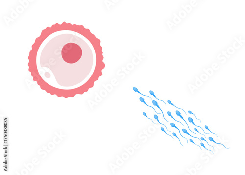 Sperm and egg, the concept of fertilisation vector stock illustration