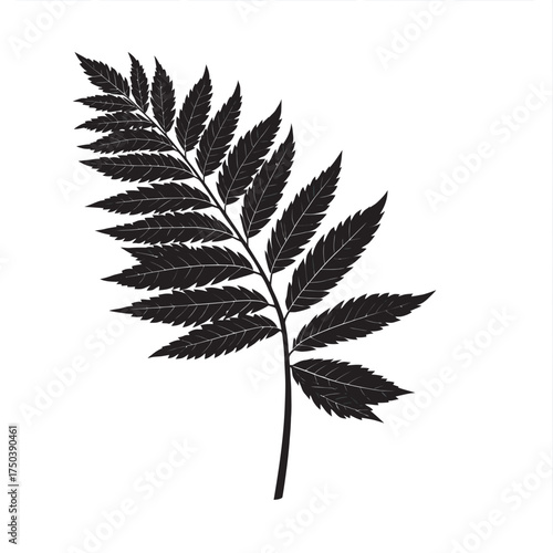 black cannabis leaf silhouette isolated on white background