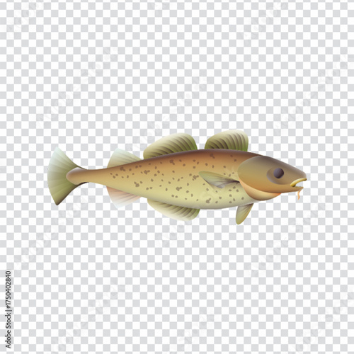 Cod Fish Icon