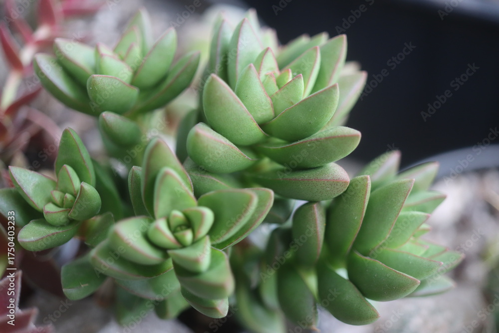 Fototapeta premium Crassula Benjamin grubosz sukulent