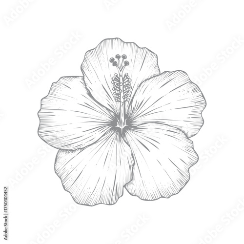 Elegant hibiscus flower vector illustration scalable eps graphic isolated on white background