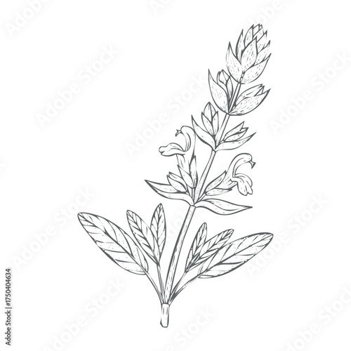 Elegant line art vector illustration of delicate blooming flower isolated on white background