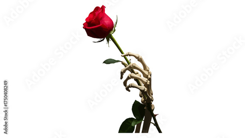 Skeleton hand holding a red rose a symbol of mortality and love isolated on white background