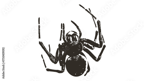 Detailed spider illustration hanging down vector graphic isolated on white background
