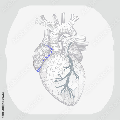 Detailed Wireframe Illustration of a Heart with Highlighted Atrium