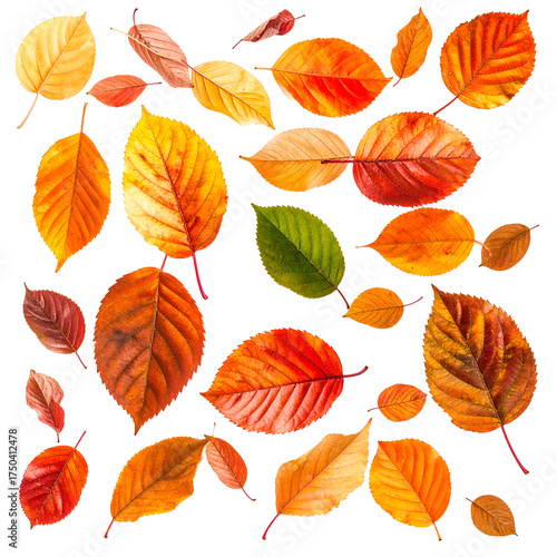 A collection of colorful, fall leaves in varying shapes and shades, scattered on black