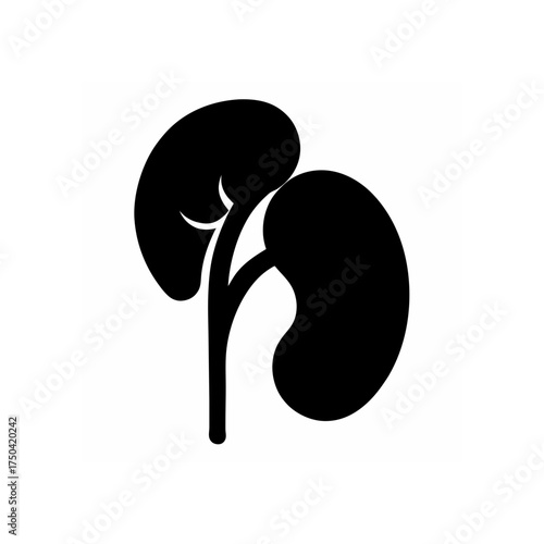 Kidneys anatomical organ black and white on transparent background silhouette
