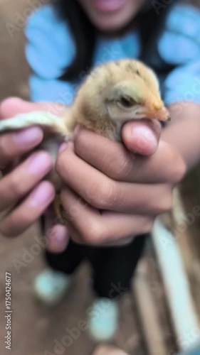 a little girl is playing with chicks