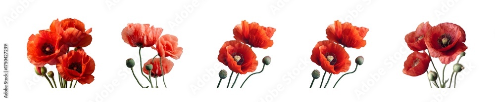 Obraz premium Set of five red poppy flower bouquets in a watercolor style.