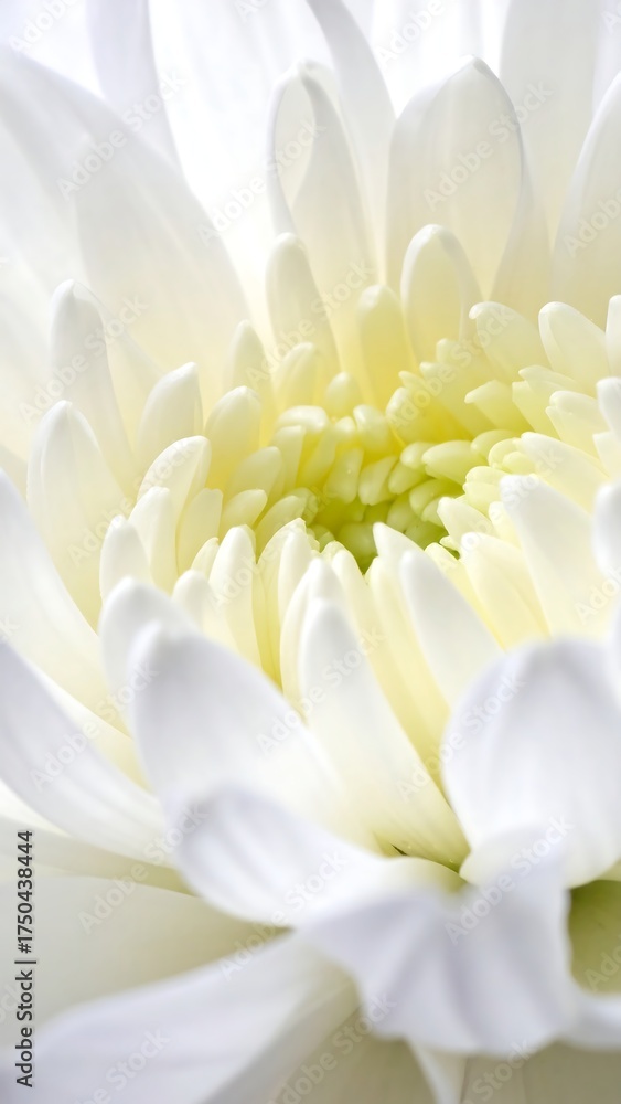 Fototapeta premium Close-up white flower (3)