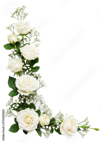 Delicate white roses and gypsophila with green leaves, elegantly arranged as a corner composition against a transparent studio background, concept of purity and elegance