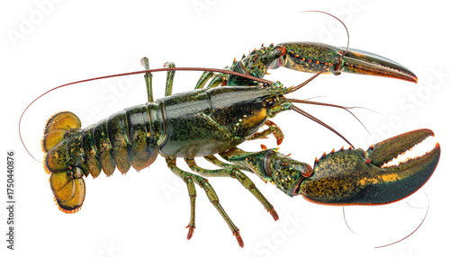 A detailed, high-angle view of a live, colorful lobster on a transparent background